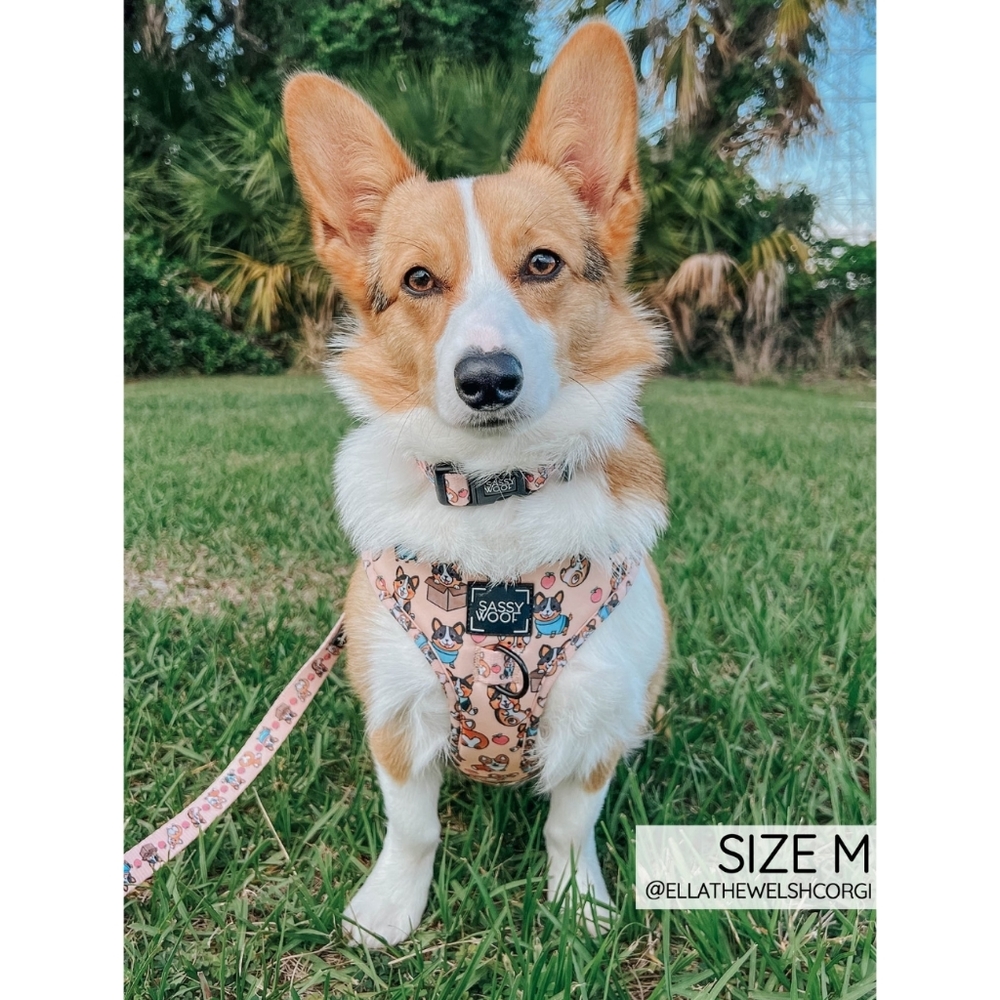 Sassy Woof Corgilicious Small Dog Collar - Picture 7 of 8
